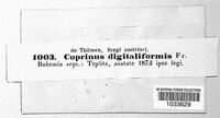 Coprinus digitaliformis image